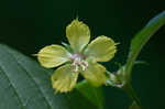 Fringed loosestrife